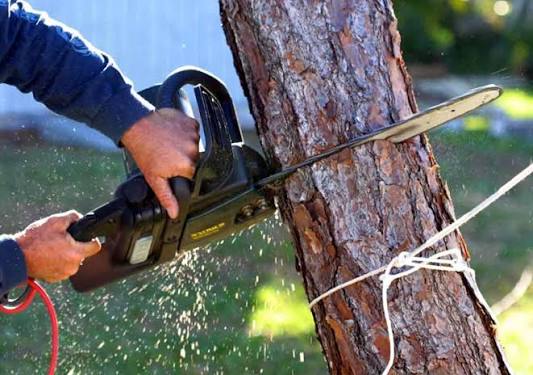 Reno Tree Removal
